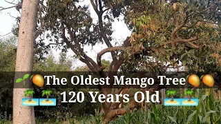 🌲🥭 The Oldest Mango Tree  - 120 Years Old 🥭🏝