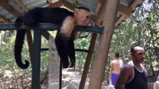 Wild monkey drinks from bottle