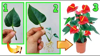 ANTHURIUM, INFALLIBLE TRICK! from one leaf and multiply it infinitely, anthurium care