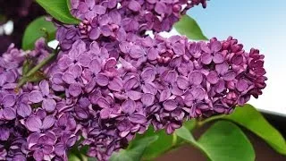 Рома Бахле и Рада Рай: Цветет сирень у дома нашего/The lilac blossom at our house... /HD