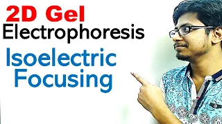 2 d gel electrophoresis procedure | 2 dimensional gel electrophoresis