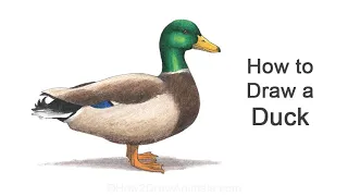 How to Draw a Duck (Mallard)