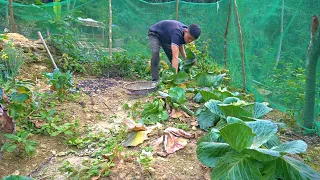 Harvest cabbage after 3 months of sowing, Dig a tank to store clean water in the winter - Off Grid