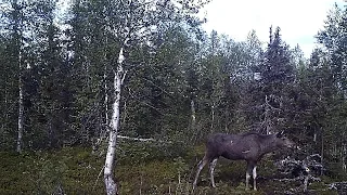 Лосиха на солонце, Вишерский камень, июнь 2018 года