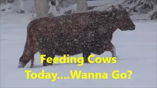 Feeding Cows Again Today....Want to go along?