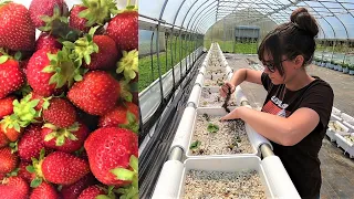 Hydroponic Strawberries - Off to a Good Start
