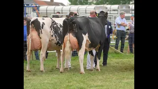 Matilda & Lorna (Nethervalley) win Holstein Pairs Class at 2024 Ayr County  Show