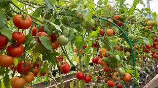 Пора обрезать листья у томатов  Плоды после этого сразу краснеют