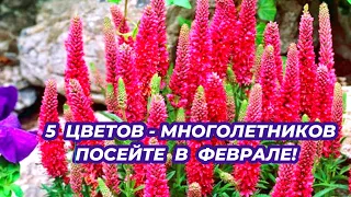 5 КРАСИВЫХ ЦВЕТОВ которые обязательно стоит посеять в ФЕВРАЛЕ!