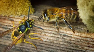 Bees vs Wasp - Incredible enemies - Amazing battles