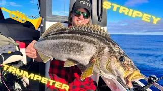 So many Fish! Jigging Striped Trumpeter on Tasmania's Coast