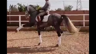 JUMBO , PRE- Andalusian stallion , high school trained , March -   May videos