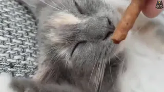 Waking Up Cats With Food! (A Compilation)