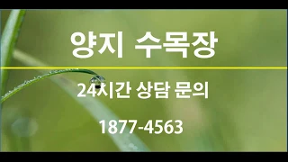 양지수목장 동영상 1편