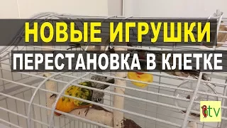 Новые игрушки для Бруни и перестановка в клетке.