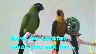 Funny Parrots say "Preen Here" ~ FlyChomperFly Research Series: REFERENTIAL GESTURE