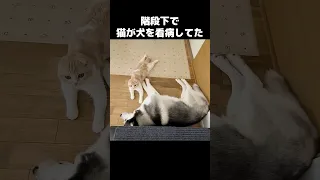 階段下で体調不良の犬の看病してた猫がこちら