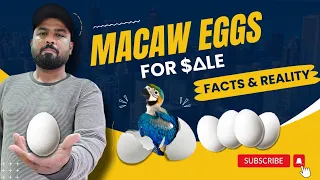 Macaw Eggs Business - Facts & Realities | Exotic Birds Eggs | #ShaikhTanveer #Macaw #Cockatoo