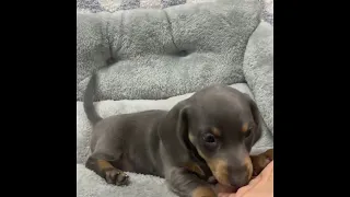 Violet Dachshund Clip