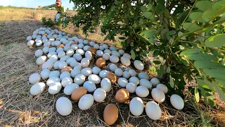 Amazing ! Collect a lot of duck eggs under the trees in the field