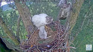 Angel The Leucistic Red Tailed Hawk. Ma, Pa, What's On The Menu? 14-21 May 2023