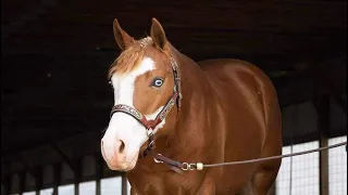 Makin Ya Look 2021 APHA gelding