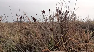 grass flowers felling