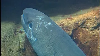 Film et Vidéo de pêche Bretagne. Pêche du congre en Bretagne / André Espern https://videos.fr/