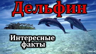 Дельфины | Интересные факты | Кто они |
