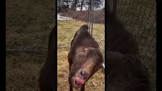 Cute Pig / piggies ❤️ cute animal #shorts #short video #viralvideo #funny #animals #tiktok #pig