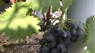 Сорт винограда "Руслан" - сезон 2019 # Grape sort "Ruslan"