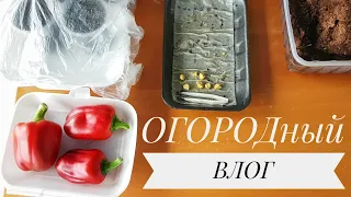 Начала ОГОРОДНЫЙ СЕЗОН. Проращивание ТОМАТОВ. Подсолнух и КУКУРУЗА через РАССАДУ. Зелень, АНАНАС