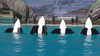 Orca Encounter Goes Wrong (Ultra HD) August 23, 2019 - SeaWorld San Diego