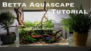 BEAUTIFUL Low-Tech BETTA nano tank aquascaping TUTORIAL (mini pond style) & betta feeding