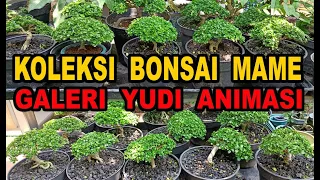 Koleksi Bonsai Mame Sancang Di Galeri Yudi Animasi