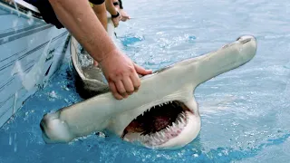 UNEXPECTED Giant Shark Catch & Release