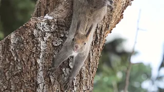 [4K]エゾリス　Squirrel