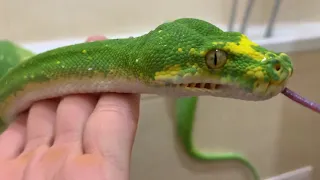 Зеленый питон принимает ванну! Washing a green python in the bathroom