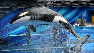 Orca Encounter (Full Show) at SeaWorld Orlando - February 8, 2020