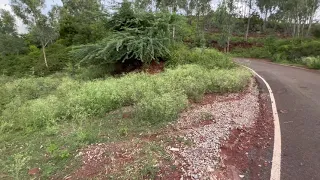 Poisonous Parthenium | Destructive Invasive Species in India | Invasive Plant