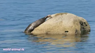 Amazing Wild Dolphins doing Spinner Jumpings world animal rk