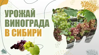 Урожай винограда в Сибири | 2021 🍇