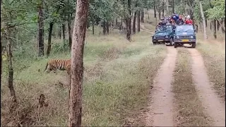 Pench Tiger Sighting