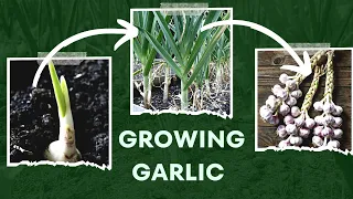 Growing Garlic  in  garden .Method to grow garlic quickly to harvest
