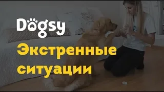 3. Инструкция догситтера Догси – Экстренные ситуации / dogsy.ru