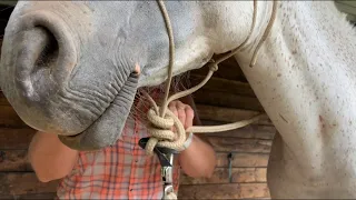 Tuto nº3 : Faire des rênes avec la longe du licol.