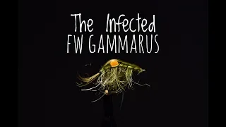 The Infected FW Gammarus - Fly Tying Tutorial