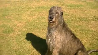 Cute random videos of our wolfhounds through the years.