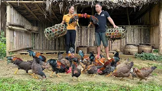 Huong and Duong knit bamboo cages, harvesting chickens from the farm go to the market sell