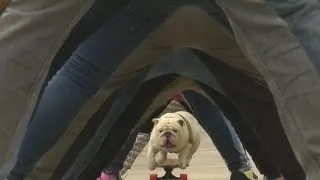 Globetrotters, skateboarding dog celebrate Guinness World Records Day